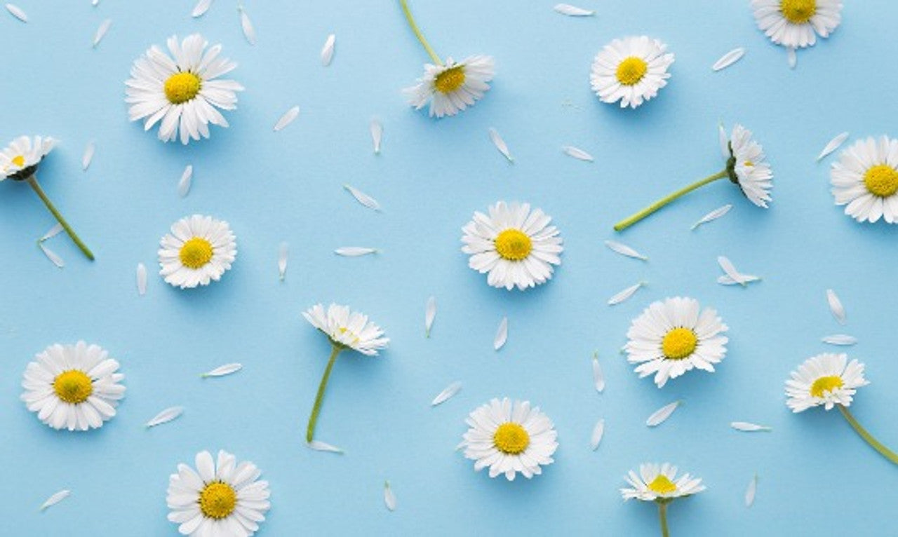 Daisy Wax Melt