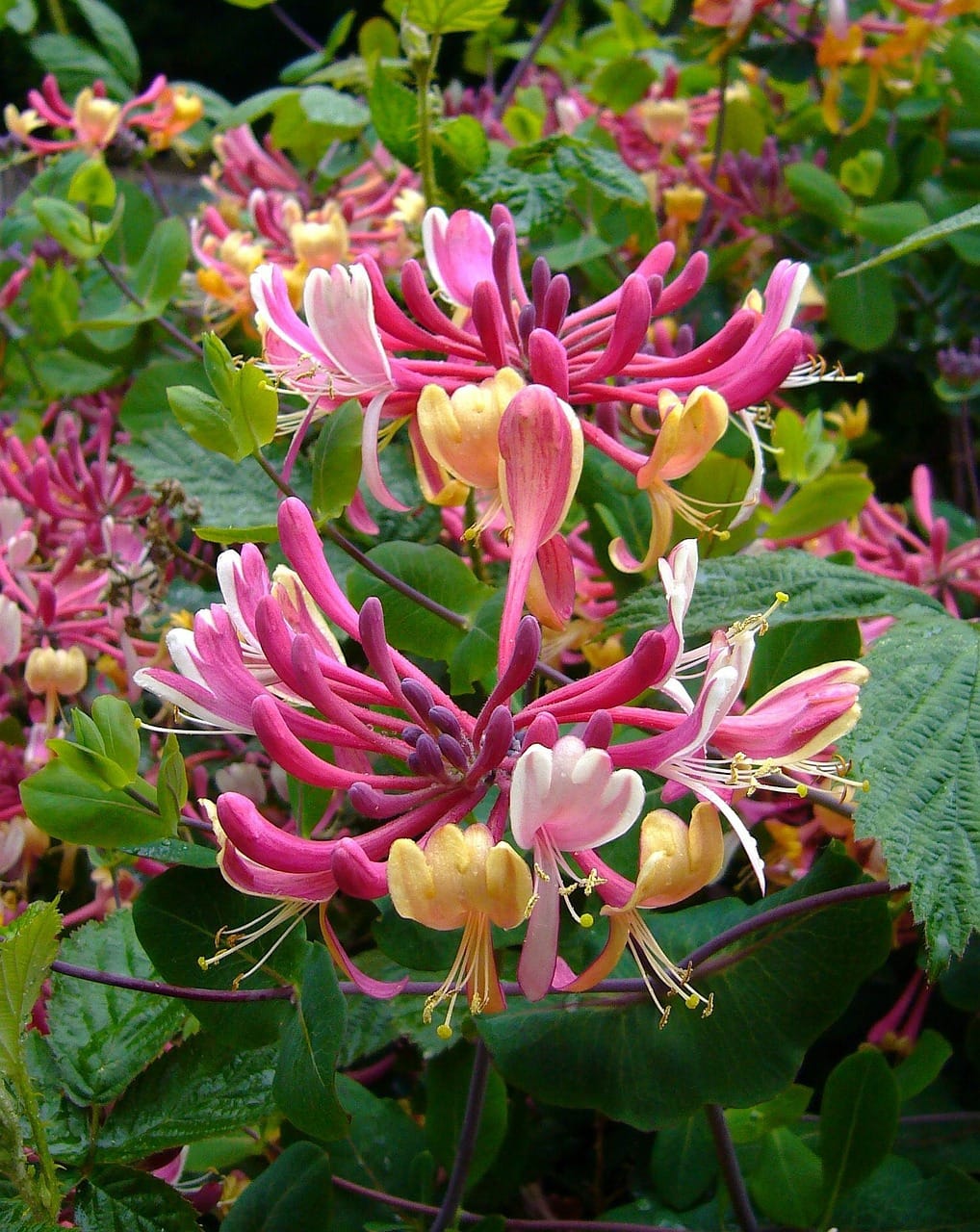 Honeysuckle Reed Diffuser