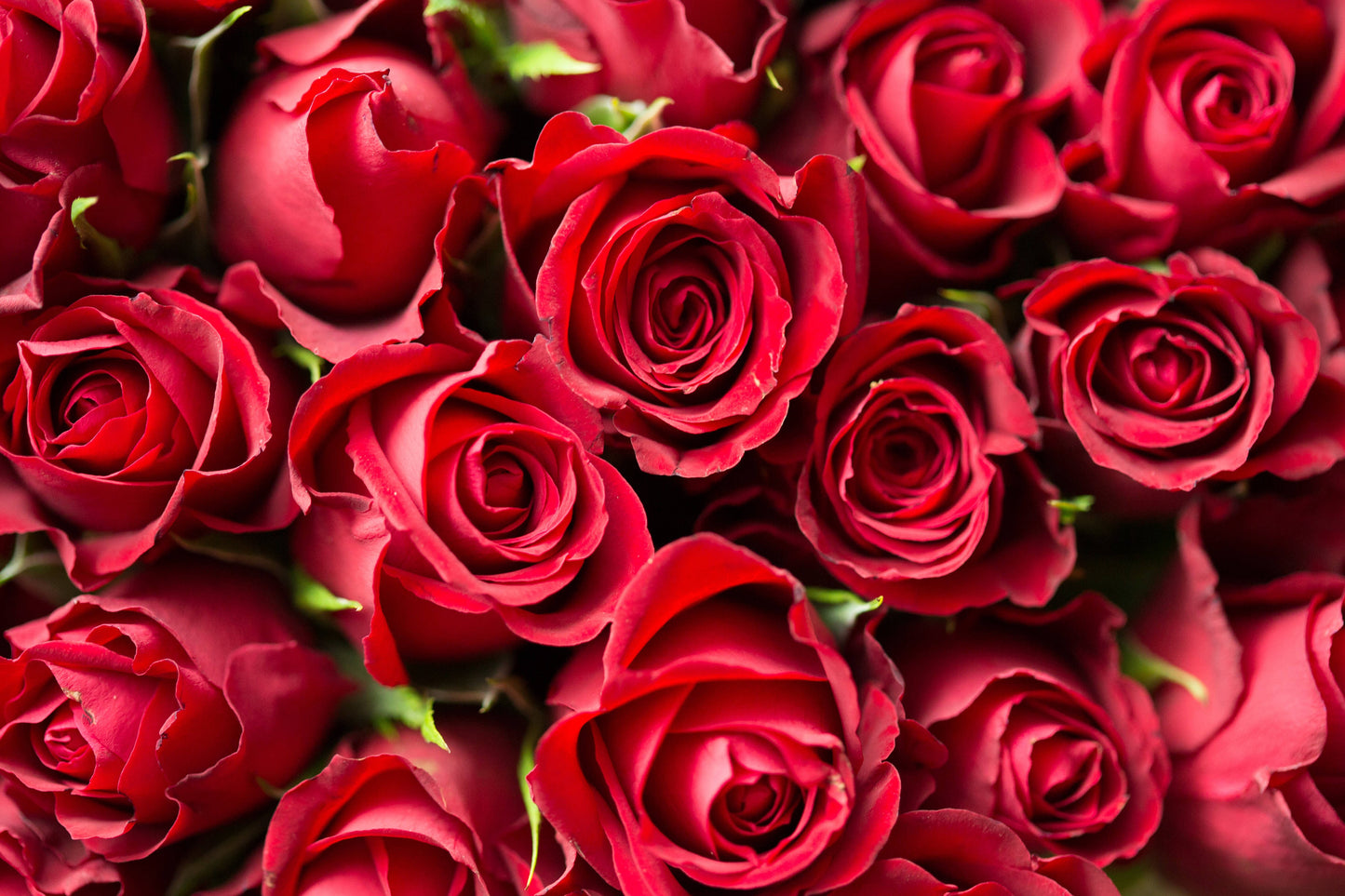 Roses Wax Melt