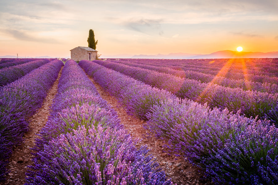 Lavender Diffuser Refill