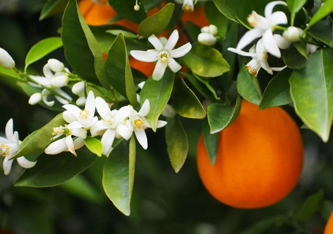Orange Blossom Room Spray
