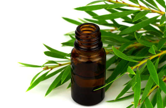 Tee Tree Essential Oil